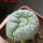 LOPHOPHORA alberto-vojtechii f. cristata, 6 cm pot, grafted
