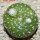 BLOSSFELDIA formosa, 5 cm pot, SEEDLING