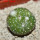 BLOSSFELDIA formosa, 5 cm pot, SEEDLING