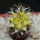TURBINICARPUS graminispinus f. variegata GCG 12654b ex Gerardo, 4 cm pot, SEEDLING