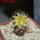 TURBINICARPUS graminispinus f. variegata GCG 12654b ex Gerardo, 4 cm pot, SEEDLING