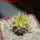 TURBINICARPUS graminispinus f. variegata GCG 12654b ex Gerardo, 4 cm pot, SEEDLING