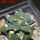 ARIOCARPUS furfuraceus cv. Zonge Batan, 7 cm pot, grafted offset