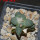 ARIOCARPUS furfuraceus cv. Zonge Batan, 7 cm pot, grafted offset