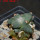 ARIOCARPUS furfuraceus cv. Zonge Batan, 7 cm pot, grafted offset