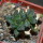 ARIOCARPUS fissuratus cv. Godzilla, 6 cm pot, grafted offset