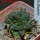 ARIOCARPUS fissuratus cv. Godzilla, 6 cm pot, grafted offset