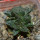 ARIOCARPUS fissuratus cv. Godzilla, 6 cm pot, grafted offset