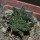 ARIOCARPUS fissuratus cv. Godzilla, 6 cm pot, grafted offset