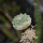 STROMBOCACTUS disciformis ssp. esperanzae VM 291, type form, Xichu, 2,4 cm SEEDLING