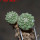 STROMBOCACTUS disciformis ssp. esperanzae VM 291, type form, Xichu, 1,5 + 1,8 cm, 2 pcs SEEDLINGS