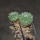 STROMBOCACTUS disciformis ssp. esperanzae VM 291, type form, Xichu, 1,5 + 1,8 cm, 2 pcs SEEDLINGS