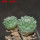 STROMBOCACTUS disciformis ssp. esperanzae VM 291, type form, Xichu, 1,5 + 1,8 cm, 2 pcs SEEDLINGS