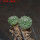 STROMBOCACTUS disciformis ssp. esperanzae VM 291, type form, Xichu, 1,5 + 1,8 cm, 2 pcs SEEDLINGS