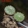 STROMBOCACTUS disciformis ssp. esperanzae VM 291, type form, Xichu, 1,6 + 1,9 cm, 2 pcs SEEDLINGS