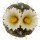 STROMBOCACTUS disciformis var. minimus VM 207, Pena Miler