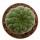 TRICHOCAULON similis