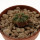 AZTEKIUM ritteri, 1,3 cm, SEEDLING
