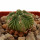 AZTEKIUM ritteri, 2,6 cm, grafted offset