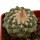 STROMBOCACTUS disciformis, 4 cm, SEEDLING