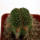 AZTEKIUM ritteri f. cristate, 2,3 cm, grafted offset