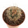 UTAHIA sileri VZD 319, 1,9 cm, Fredonia, Mohave Co., Az., SEEDLING