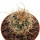 UTAHIA sileri VZD 319, 1,9 cm, Fredonia, Mohave Co., Az., SEEDLING