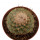 STROMBOCACTUS disciformis, 4,8 cm, SEEDLING