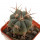ECHINOCACTUS horizonthalonius X platyacanthus VZD 788, 3,2 cm, SEEDLING
