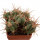 ECHINOCACTUS horizonthalonius X platyacanthus VZD 1037, 8,5 (7) cm, SEEDLING