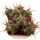 ECHINOCACTUS horizonthalonius X platyacanthus VZD 1037, 8,5 (7) cm, SEEDLING