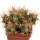 ECHINOCACTUS horizonthalonius X platyacanthus VZD 1037, 7,9 (7,3) cm, SEEDLING
