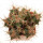 ECHINOCACTUS horizonthalonius X platyacanthus VZD 1037, 7,9 (7,3) cm, SEEDLING