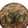 ECHINOCACTUS horizonthalonius X platyacanthus VZD 497, 3 (5,5) cm, SEEDLING