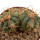 ECHINOCACTUS horizonthalonius X platyacanthus VZD 497, 3 (5,5) cm, SEEDLING