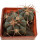 ECHINOCACTUS horizonthalonius X platyacanthus VZD 497, 3 (5) cm, SEEDLING