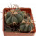 ECHINOCACTUS horizonthalonius X platyacanthus VZD 497, 3 (5) cm, SEEDLING