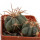 ECHINOCACTUS horizonthalonius X platyacanthus VZD 497, 3 (5) cm, SEEDLING