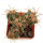 ECHINOCACTUS horizonthalonius X platyacanthus VZD 497, 5,8 (5) cm, SEEDLING