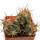 ECHINOCACTUS horizonthalonius X platyacanthus VZD 497, 5,8 (5) cm, SEEDLING