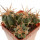 ECHINOCACTUS horizonthalonius X platyacanthus VZD 497, 5,8 (5) cm, SEEDLING