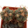 ECHINOCACTUS horizonthalonius X platyacanthus VZD 1037, 2,4 + 2,4 cm, SEEDLING