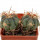 ECHINOCACTUS horizonthalonius X platyacanthus VZD 1037, 2,4 + 2,4 cm, SEEDLING
