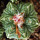 AZTEKIUM ritteri, 2 cm, SEEDLING