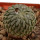 PELECYPHORA aselliformis, 3,1 cm, rooted offset