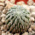 PELECYPHORA aselliformis, 1,8 cm, rooted offset