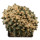 ARIOCARPUS retusus PP 232 cv. NonAriocarpus Godzilla f. cristata, 8 (6,5) cm, grafted offset