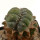 LOPHOPHORA williamsii f. cristate, 3,3 (2,8) cm, grafted offset
