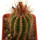 PIERREBRAUNIA bahiensis, 4 cm, rooted offset