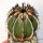 UEBELMANNIA pectinifera var. pectinifera HU 106, 6 cm, SEEDLING